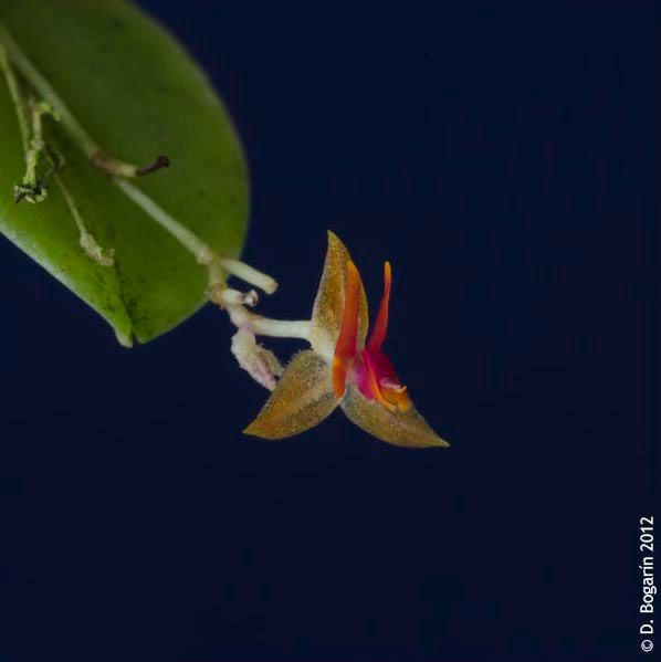 Lepanthes sandiorum